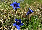 18 Genziana di Clusius (Gentiana clusii)